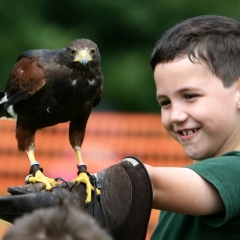 Child and falcon Birds of Prey Arena
