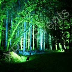 Outdoor Woodland Lighting